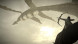Shadow of the Colossus. В тени колосса [PS4, русская версия] в Севастополе